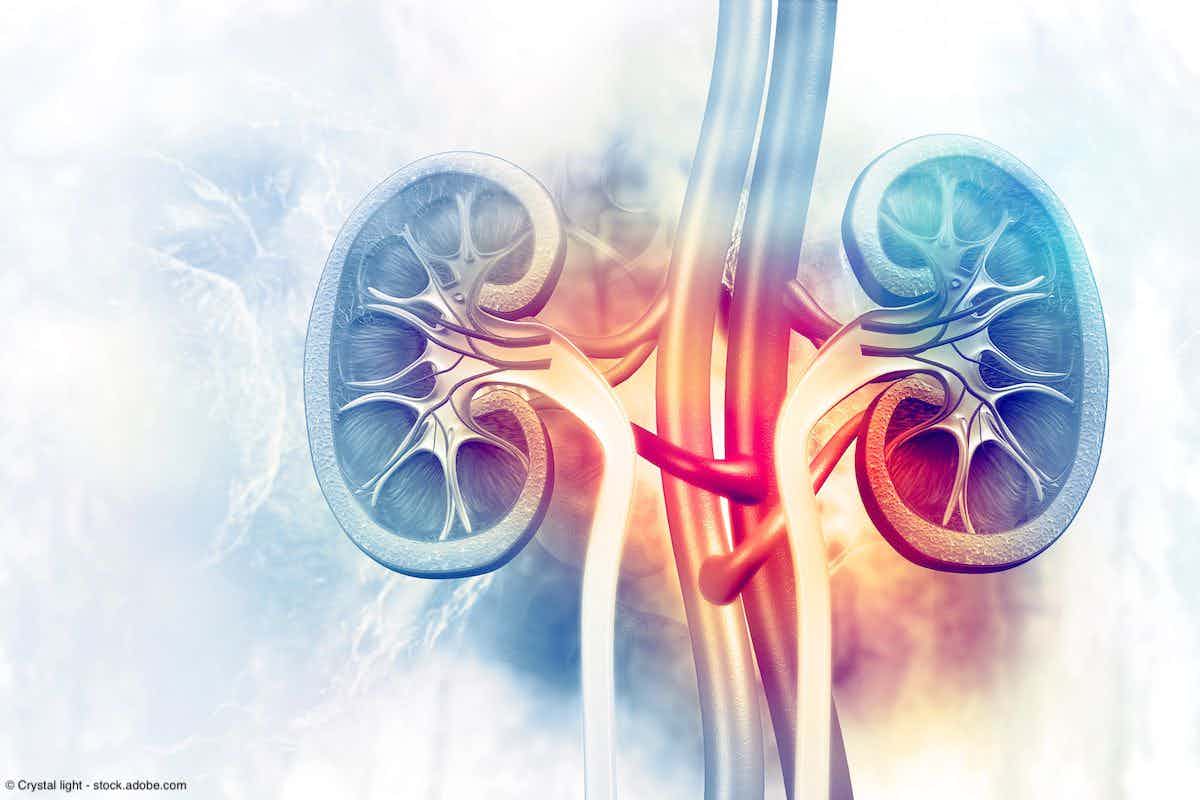 Human kidney cross section on scientific background | © Crystal light - stock.adobe.com