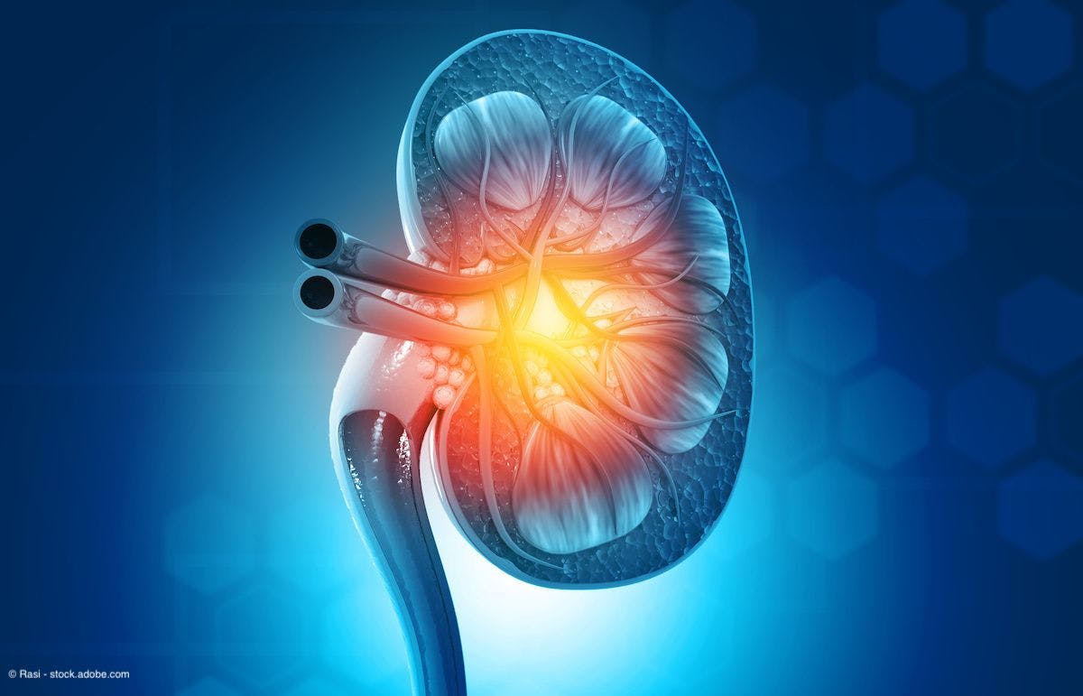 Human kidney cross section on science background. 3d render. | Image Credit: @ Rasi - stock.adobe.com