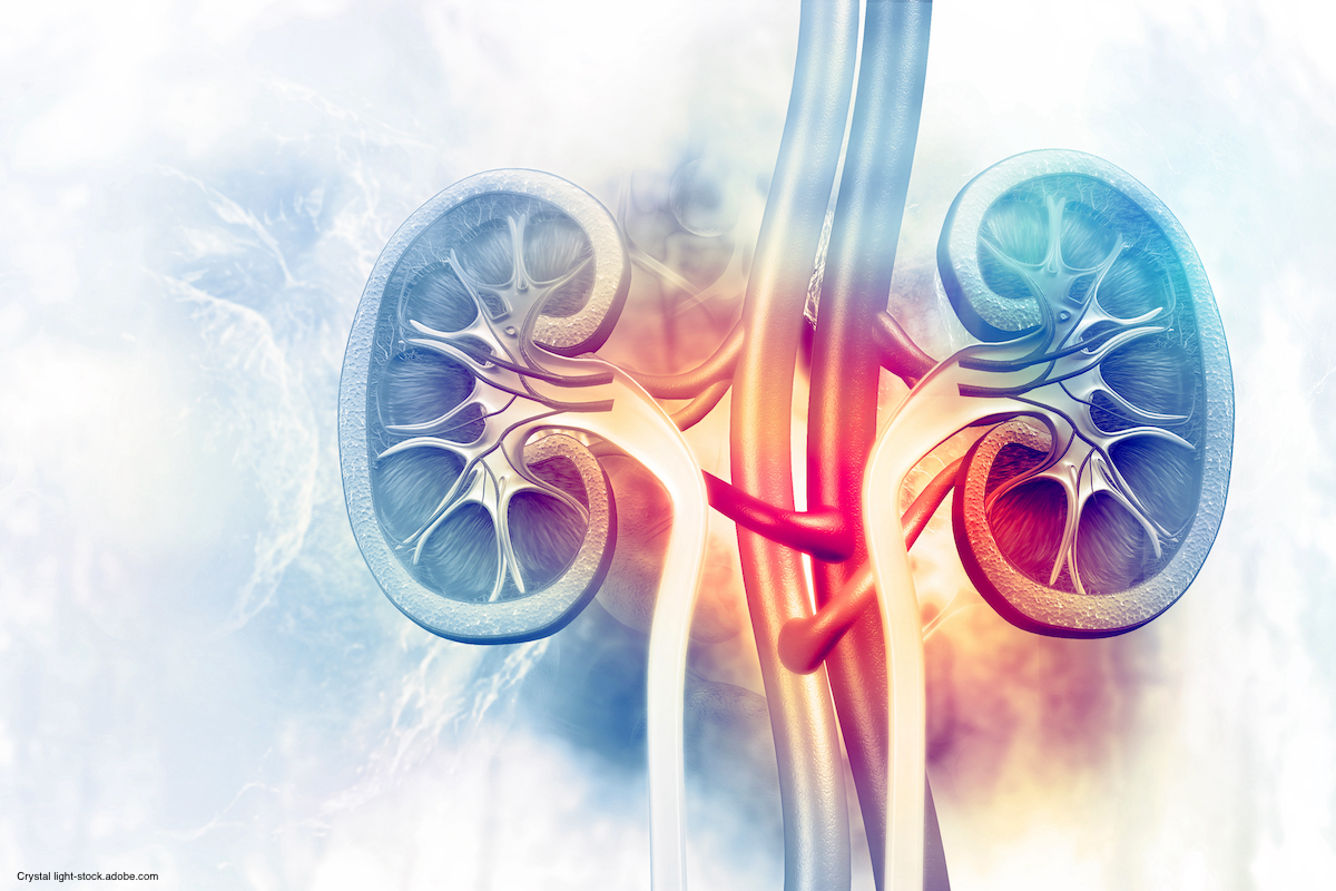 medical rendition of human kidneys