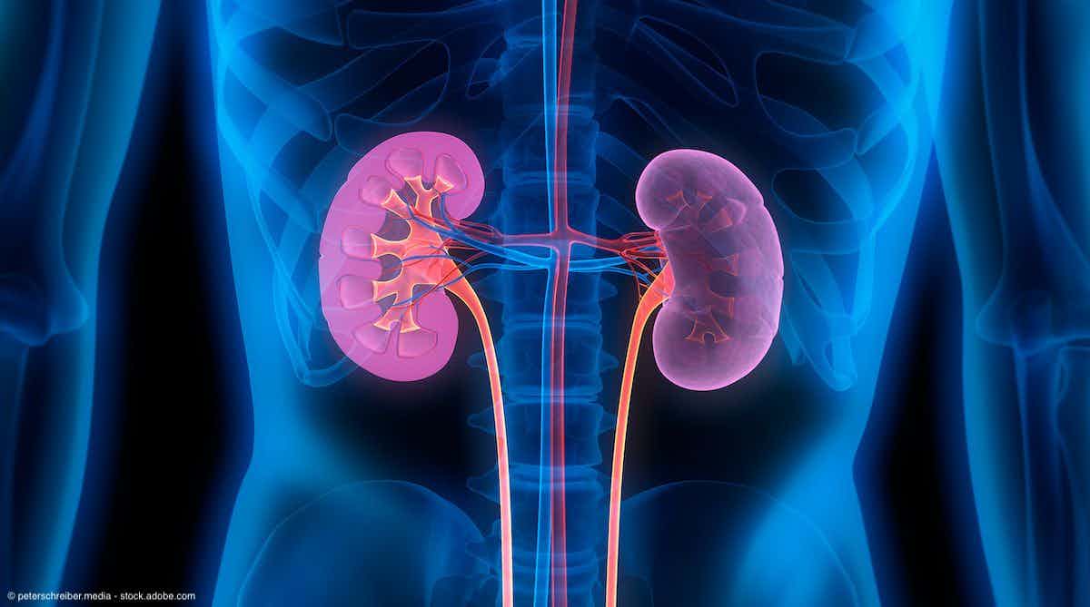 Image of kidneys | Image Credit: © peterschreiber.media - stock.adobe.com 