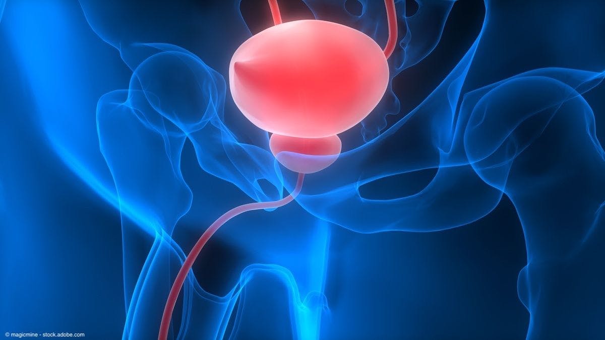Urinary bladder | Image credit: © magicmine - stock.adobe.com