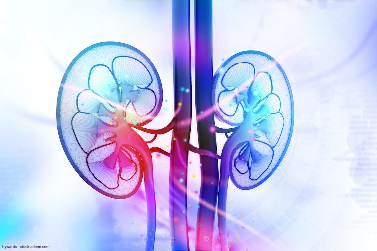 human kidney cross section