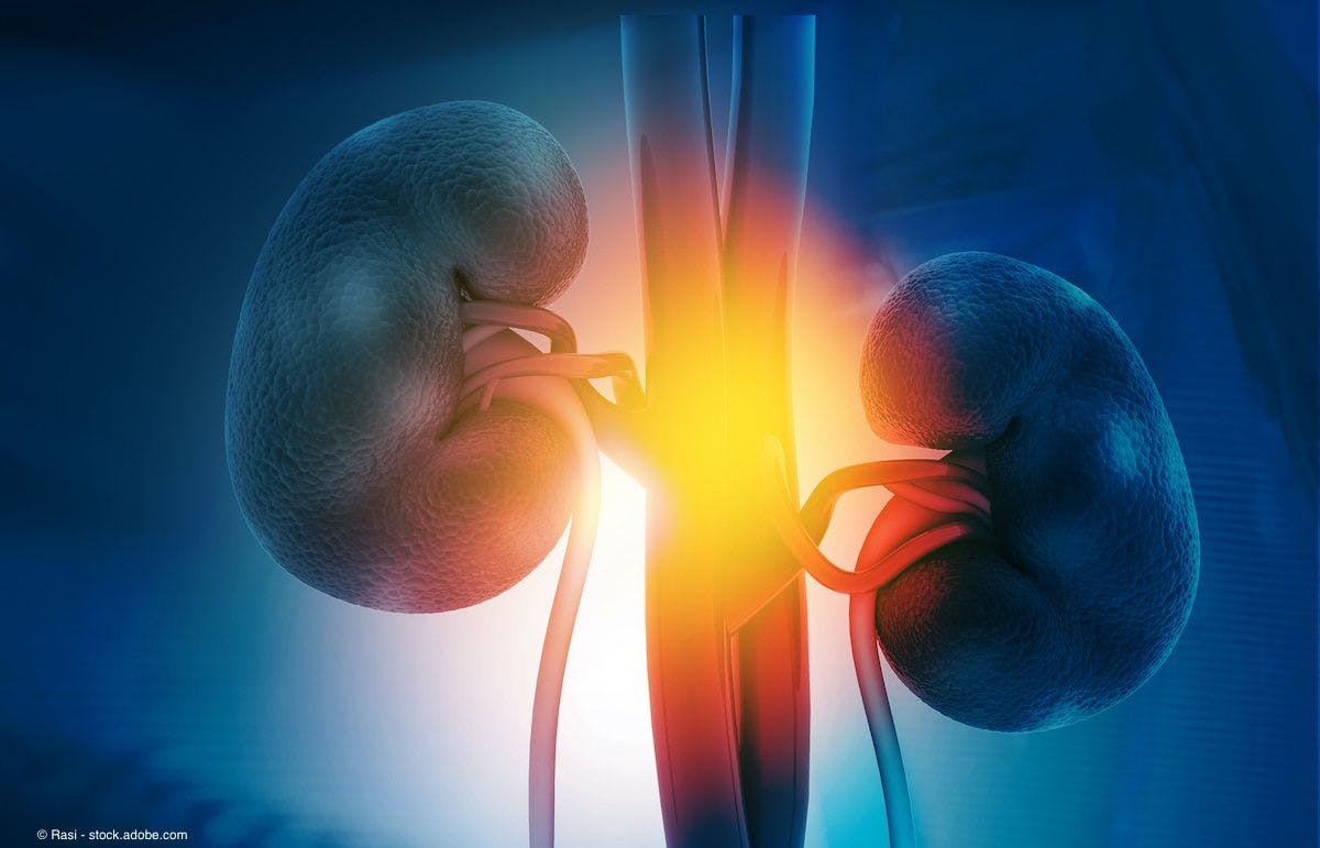 image of human kidneys