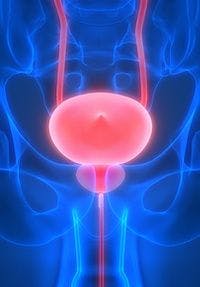 illustration of urinary bladder