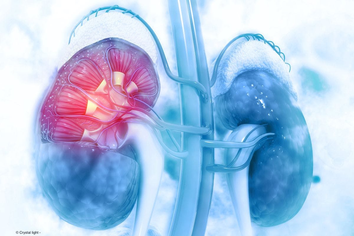 Human kidney cross section | Image Credit: © Crystal light - stock.adobe.com