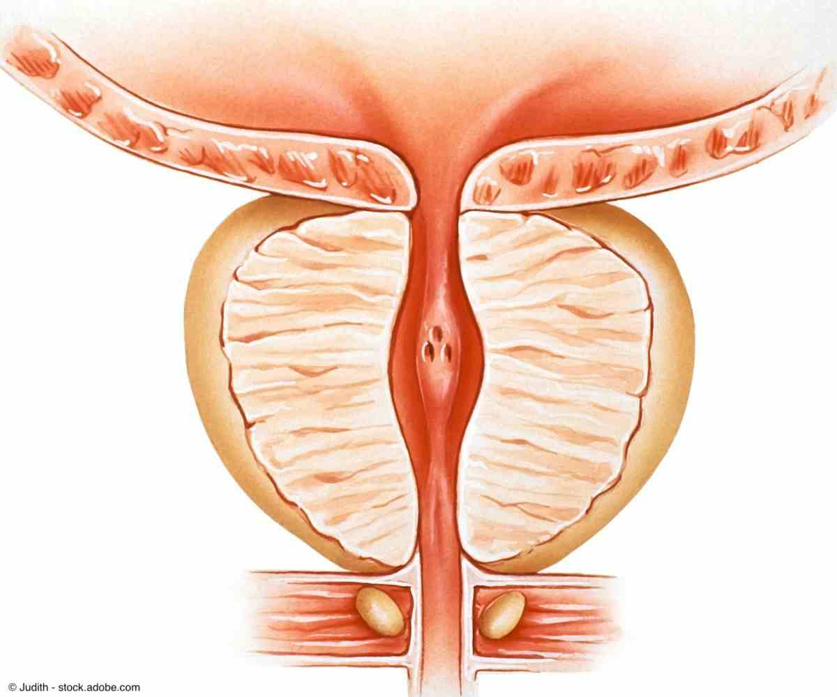 Illustration of prostate | Image Credit: © Judith - stock.adobe.com