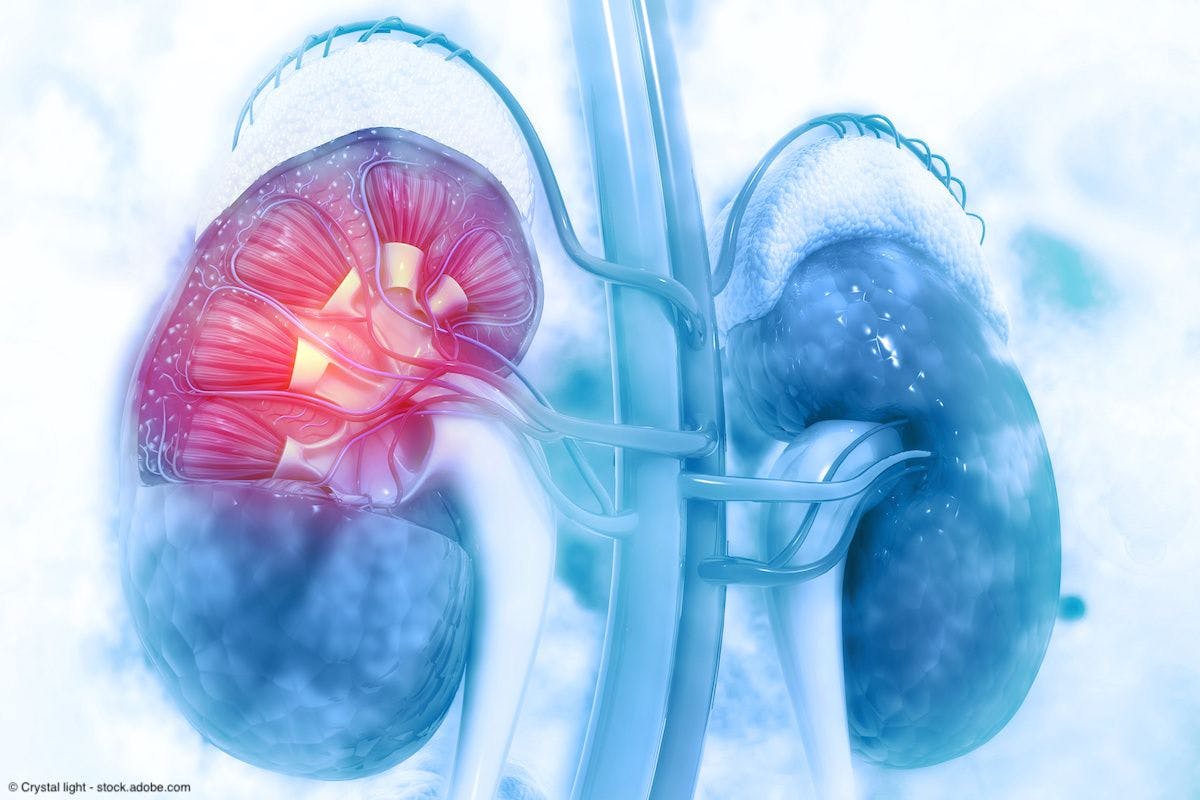 Human kidney cross section on scientific background | Image Credit: © Crystal light - stock.adobe.com